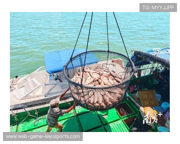 台风促进海洋生态，惠州海鲜量激增，台风 惠州